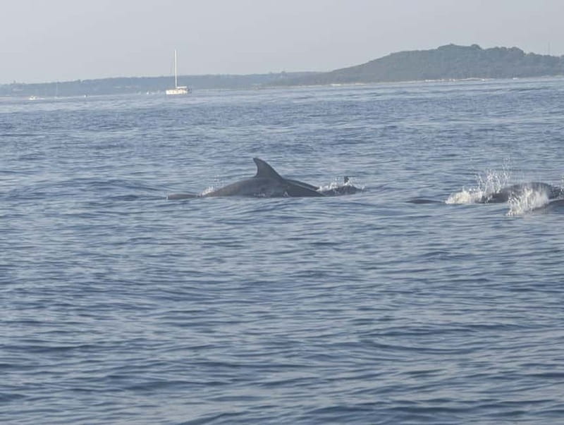 Private boat trips in Porec: dolphin watching, panoramic views - A Private Boat Makes a Practical Difference