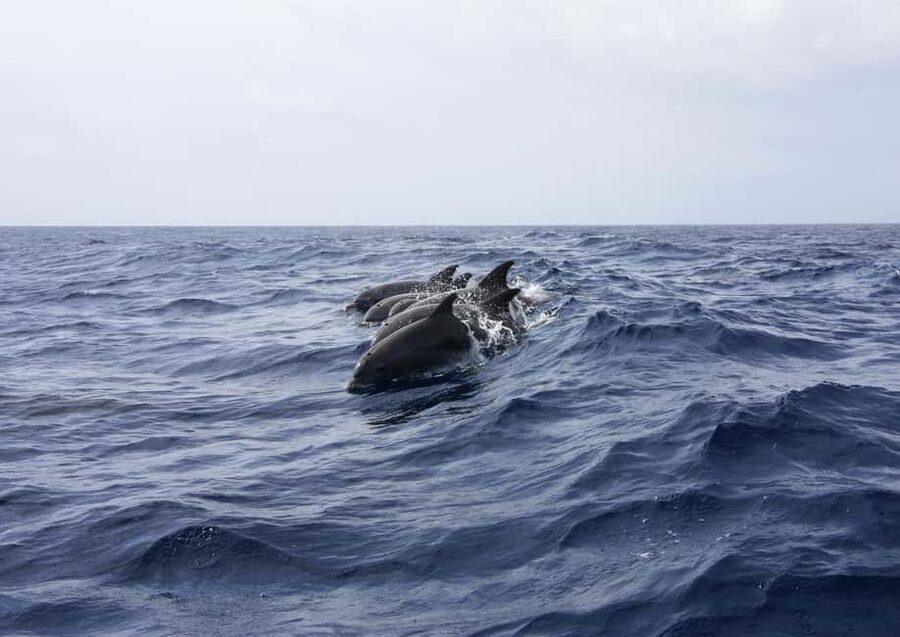 Private boat trips in Porec: dolphin watching, panoramic views - Is $68 Per Person Good Value?