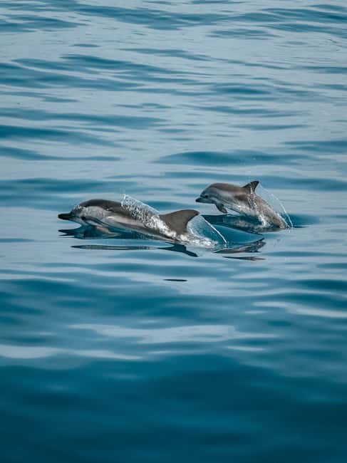 Private boat trips in Porec: dolphin watching, panoramic views - The Poreč and Sveti Nikola Island Panorama