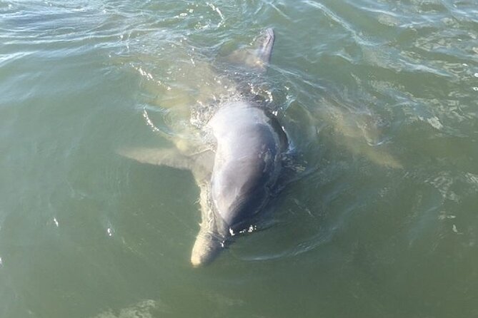 Private Charleston Dolphin and Eco Boat Tour - Key points about the Folly Beach dolphin tour