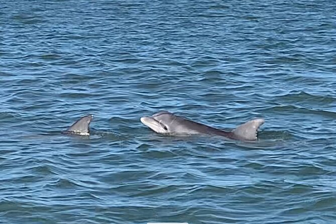 Private Charleston Dolphin and Eco Boat Tour - Why the sheltered waters behind Folly Beach matter