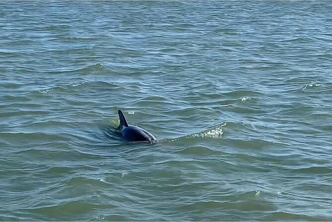 Private Charleston Dolphin and Eco Boat Tour - Birds, oyster beds, and other wildlife along the route
