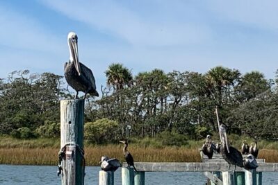 Private Charleston Dolphin and Eco Boat Tour