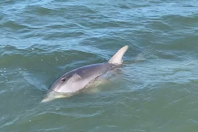 Private Charleston Dolphin and Eco Boat Tour - Is $295 a fair price for a private boat?