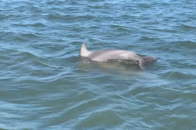 Private Charleston Dolphin and Eco Boat Tour - Who should book this Folly Beach experience?