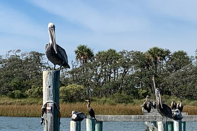 Private Charleston Dolphin and Eco Boat Tour - Watching bottlenose dolphins at close range