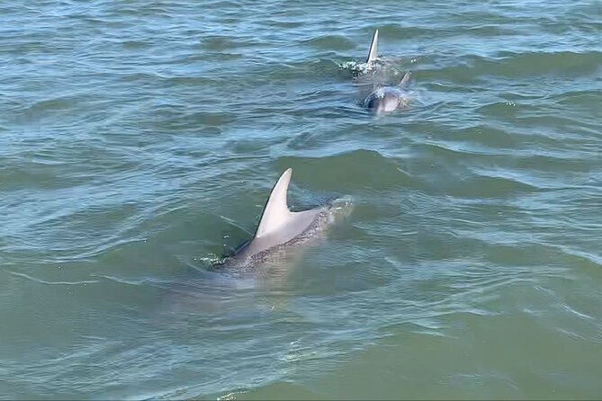 Private Charleston Sunset & Dolphin Cruise - Why this Folly Beach cruise works best at sunset