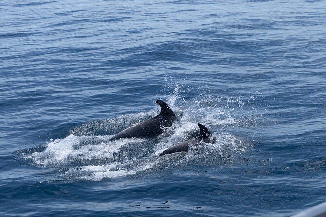 Private Coastline and Dolphins Yacht Cruise from Albufeira - Alfanzina Lighthouse and the coastal route