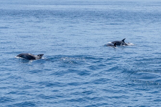 Private Coastline and Dolphins Yacht Cruise from Albufeira - Is the $2,114.79 group price good value?