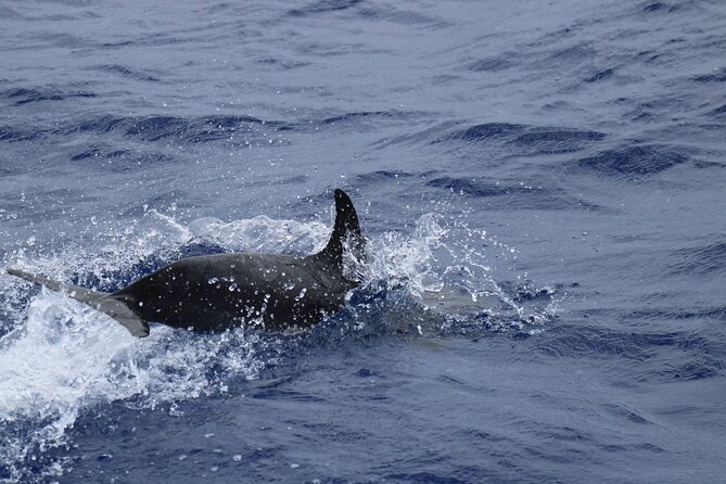 Private Dolphin and Whale Watching Tour in Madeira - Madeira from the water
