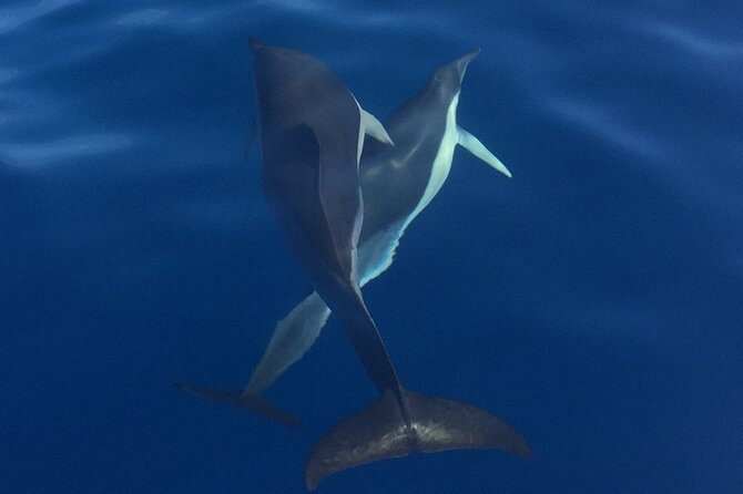 Private Dolphin and Whale Watching Tour in Madeira - Swimming, snorkeling, and onboard comforts