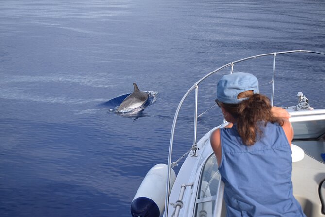Private Dolphin and Whale Watching Tour in Madeira - Crew service and photographs