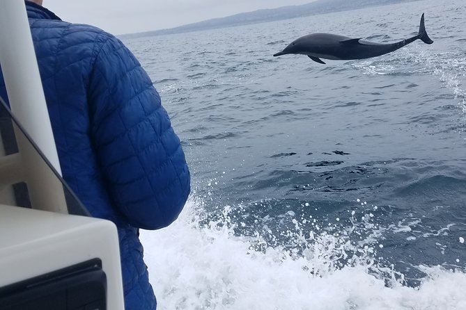 Private Dolphin and Whale Watching Tour in Newport Beach - A private search for dolphins off Newport Beach