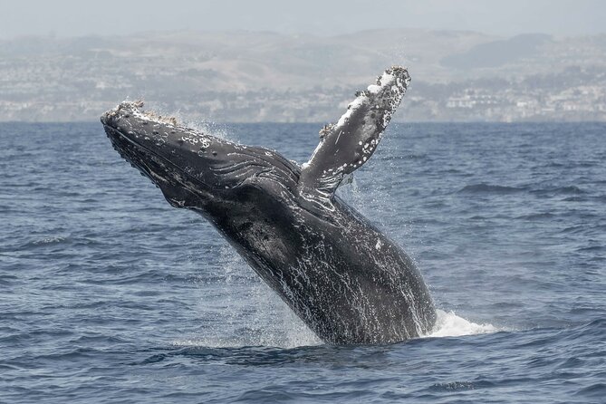 Private Dolphin and Whale Watching Tour in Newport Beach - The ride itself: exciting, but not passive