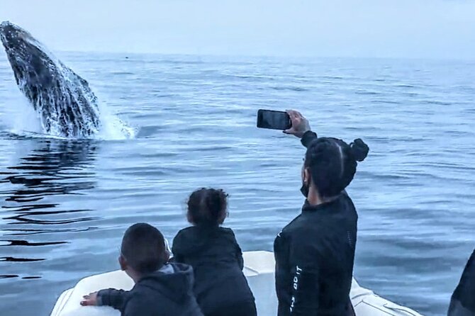 Private Dolphin and Whale Watching Tour in Newport Beach - What to bring and how to prepare