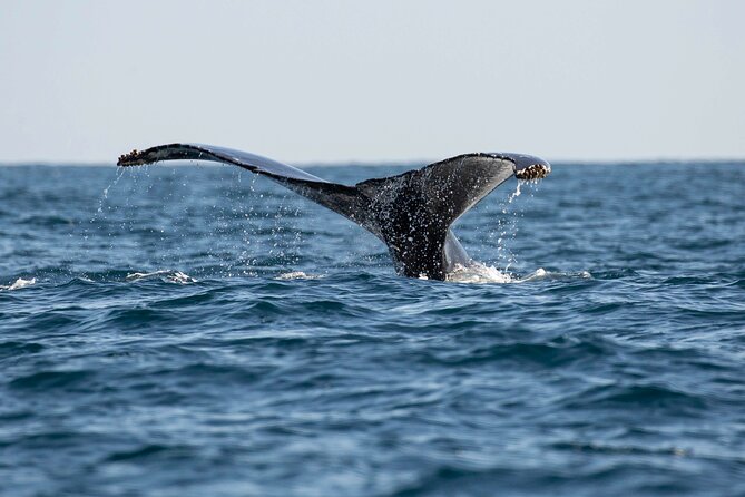 Private Dolphin and Whale Watching Tour in Newport Beach - Is $425 a good value?