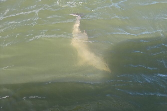 Private Dolphin Boat Tour in Hilton Head Island - Key points to know before you book