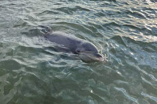 Private Dolphin Boat Tour in Hilton Head Island - Starting at Cross Island Boat Landing