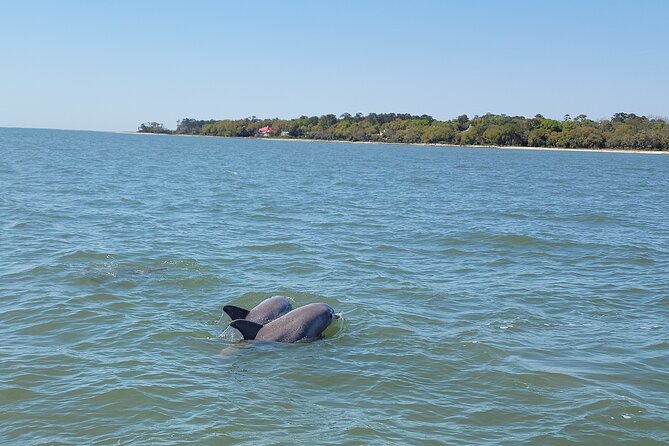 Private Dolphin Boat Tour in Hilton Head Island - Who will enjoy this most