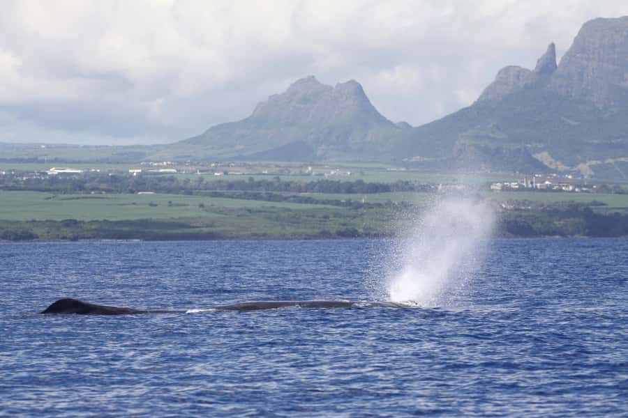 Private Dolphin Encounter and Whale Watching - The dolphin encounter comes first