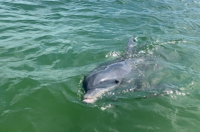 Private Dolphin & Sightseeing Boat Day Tour - From Cape Coral canals to open Gulf water