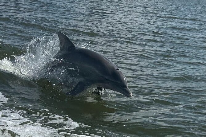 Private Dolphin Sightseeing Excursion - Setting out from Orange Beach on a 24-foot Cobia