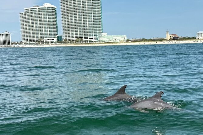 Private Dolphin Sightseeing Excursion - What to bring and what to leave behind
