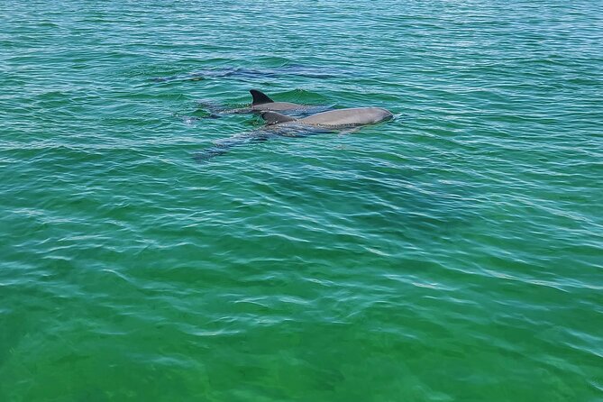 Private Dolphin Sightseeing Excursion - Sunrise, afternoon, or sunset on the bay