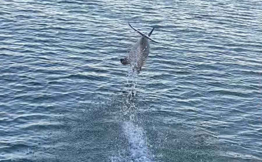 Private Dolphin Sightseeing Tour for up to 6, Pensacola Bch - Key points to know before booking