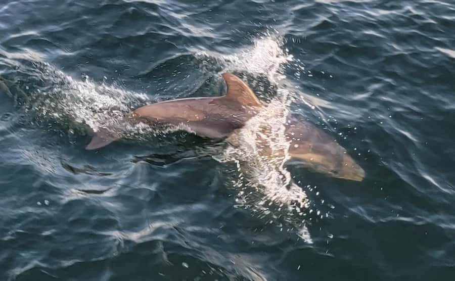 Private Dolphin Sightseeing Tour for up to 6, Pensacola Bch - Setting out from Pensacola Beach