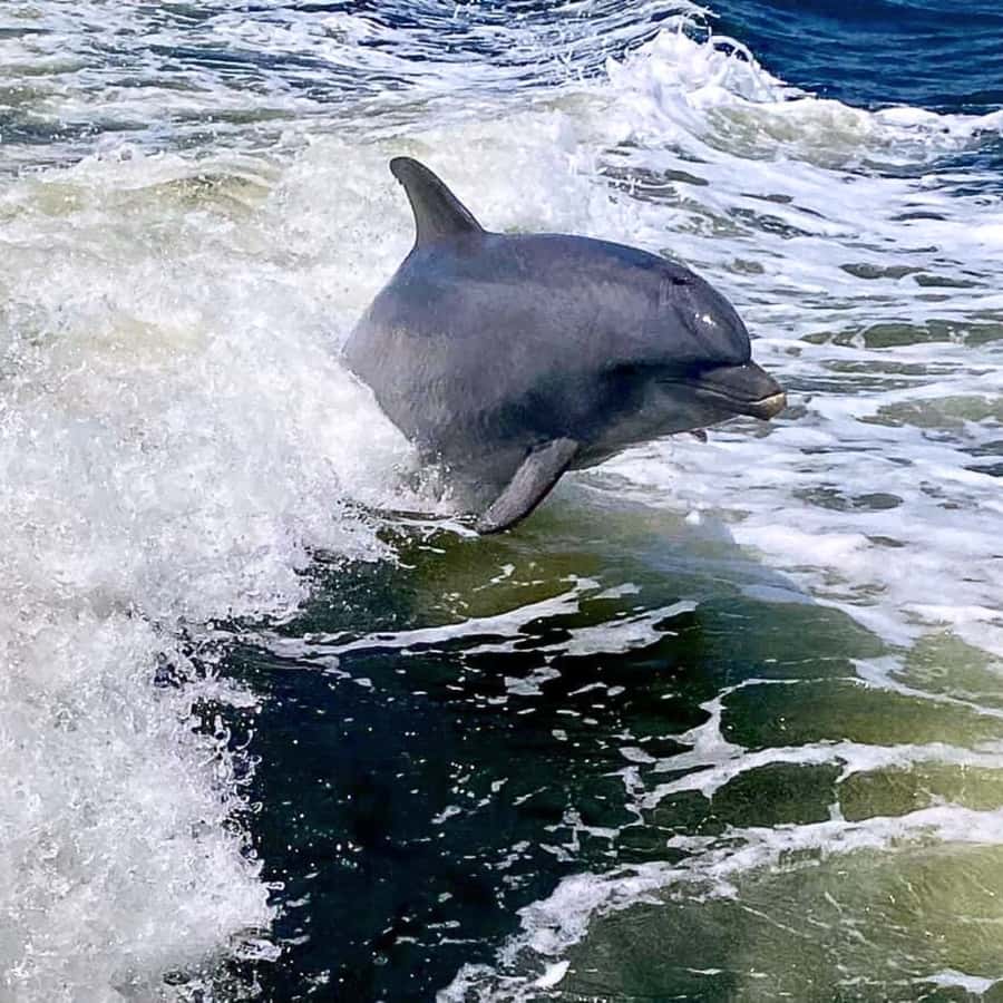 Private Dolphin Sightseeing Tour for up to 6, Pensacola Bch - Seeing Gulf Islands National Seashore from offshore