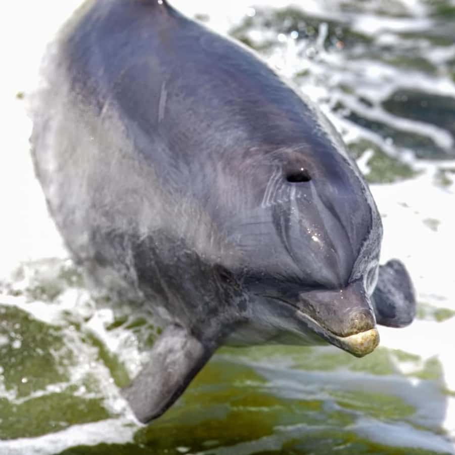 Private Dolphin Sightseeing Tour for up to 6, Pensacola Bch - Local stories between wildlife sightings