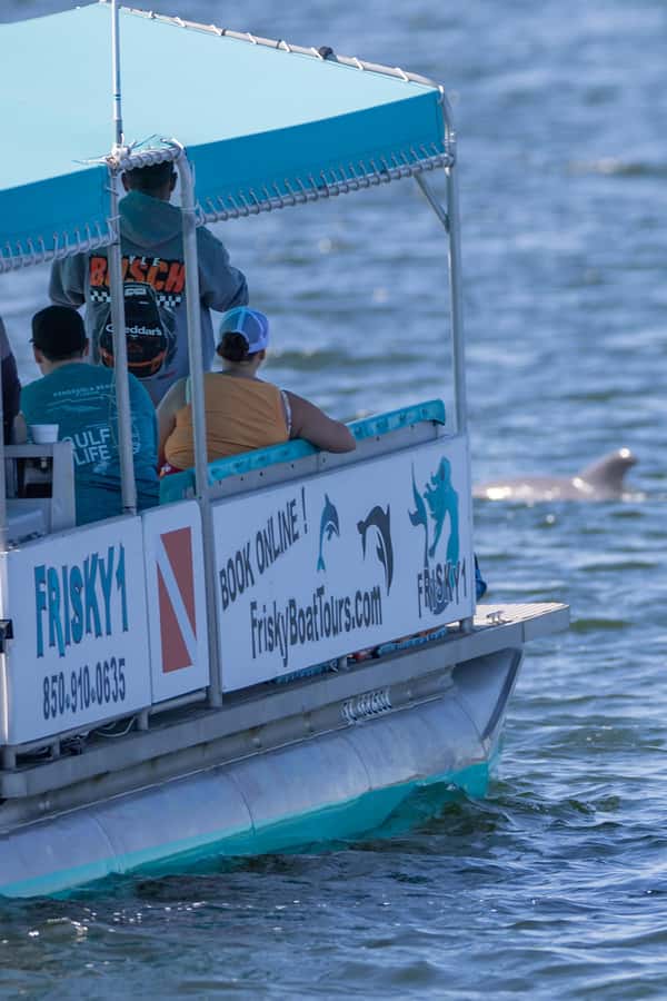 Private Dolphin Sightseeing Tour for up to 6, Pensacola Bch - What the $375 private price really means