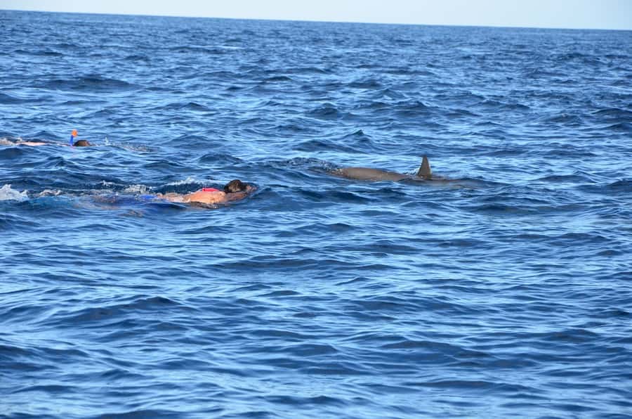 Private Dolphin Snorkeling Tour. Equipment available Free. - What the guides add to a private outing