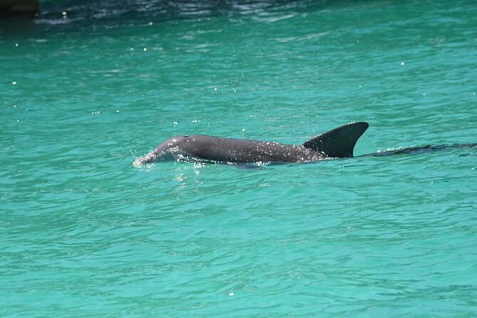 Private Dolphin Spotting Thrill Ride in Destin - Searching for dolphins in the Gulf