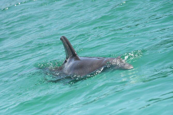 Private Dolphin Spotting Thrill Ride in Destin - Should you book this Destin dolphin cruise?