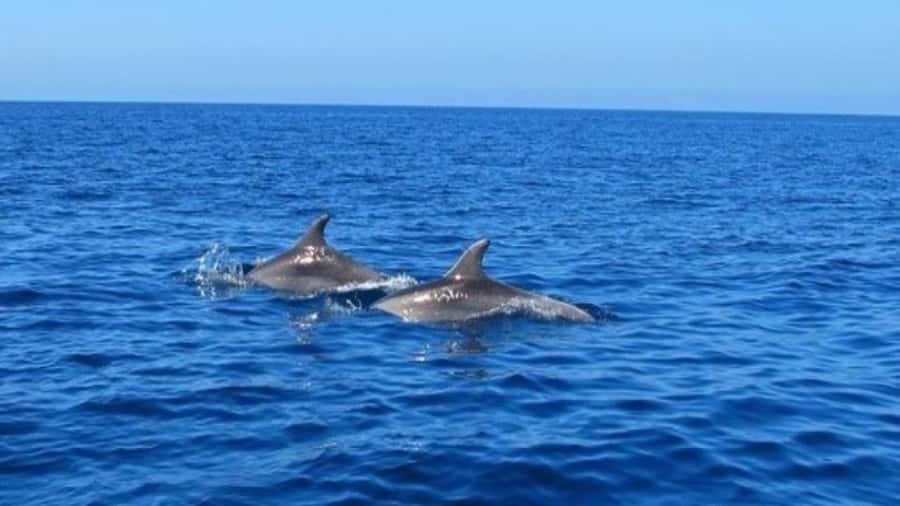 Private Dolphin Swim/Snorkeling & Lunch on Benitiers island - How the seven-hour schedule feels