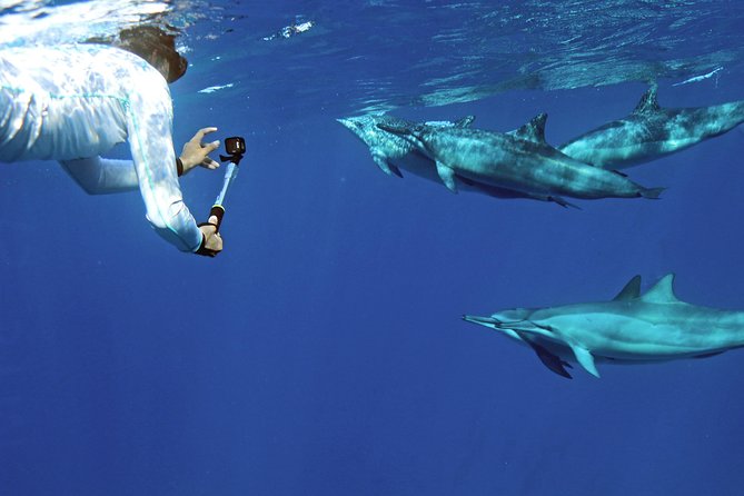 Private Dolphin Swim with Slide for up to 15 Passengers - Reaching Waiʻanae Small Boat Harbor