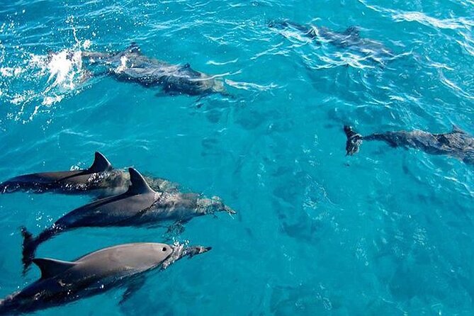 Private Dolphin Tour and Snorkeling at Mnemba Island reef - Key points before you book