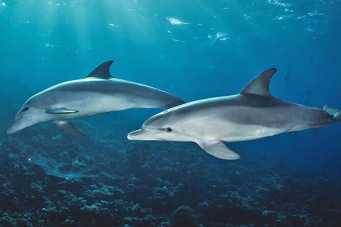 Private Dolphin Tour and Snorkeling at Mnemba Island reef - What dolphin watching is really like