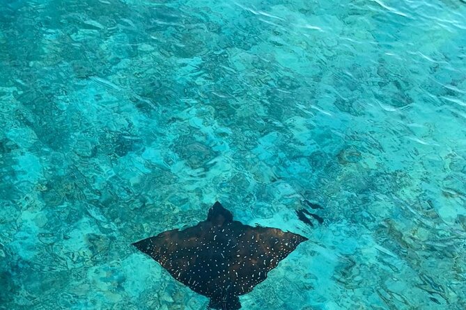 Private Dolphin Tour and Snorkeling at Mnemba Island reef - A private tour for families and groups