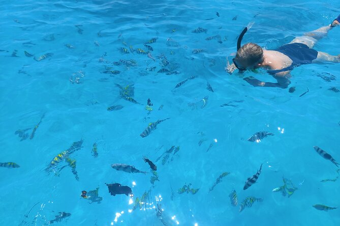 Private Dolphin Tour and Snorkeling at Mnemba Island reef - How much value do you get for $104.99?