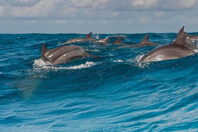 Private Dolphin Tour and Snorkeling at Mnemba Island reef - Mnemba Reef and its underwater life