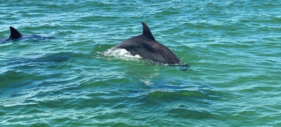Private Dolphin Tour with Secluded Beach/Snorkel Stop - Learning about local wildlife and history