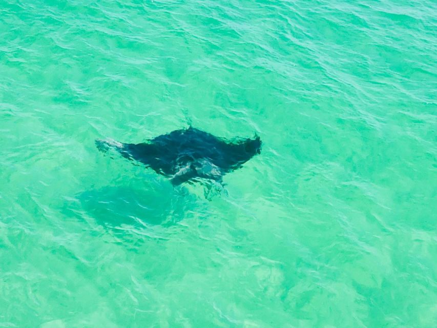 Private Dolphin Tour with Secluded Beach/Snorkel Stop - What the $545 price really buys