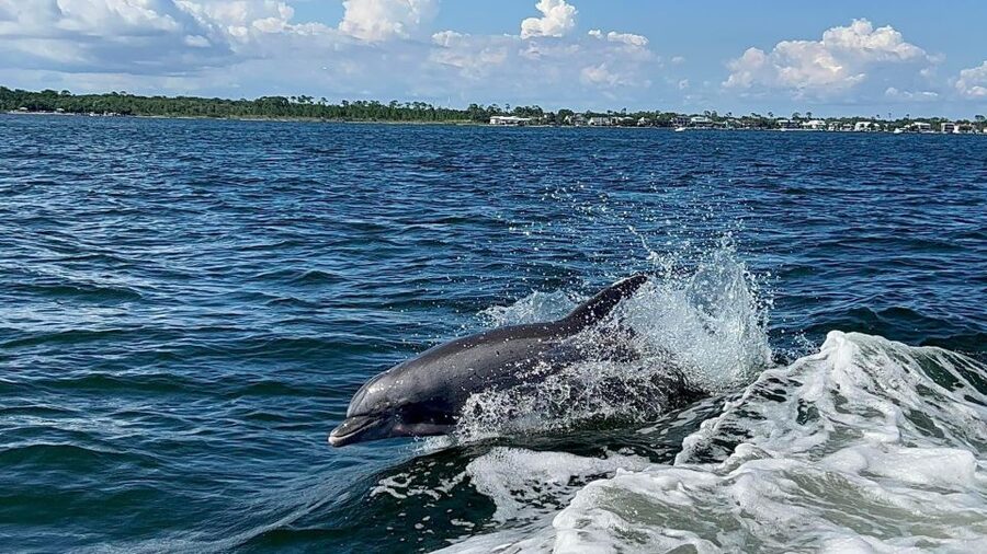 Private Dolphin Tour with Secluded Beach/Snorkel Stop - Watching for dolphins in the bay