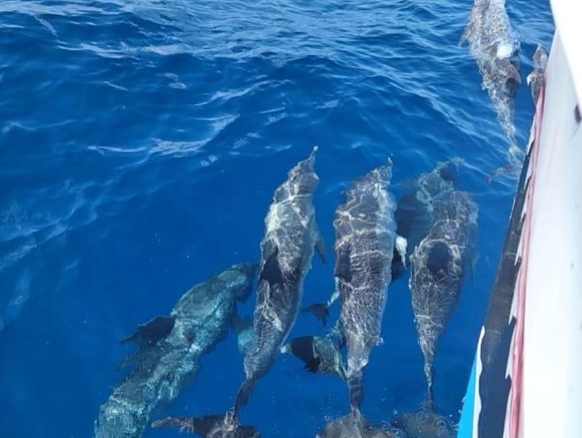 Private Dolphin Watch Boat Tour Port Aransas Texas - First stop: dolphins around the jetties and ship channel