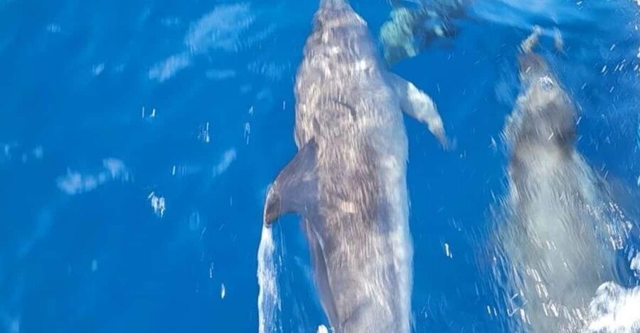 Private Dolphin Watch Boat Tour Port Aransas Texas - What the $375 private price means