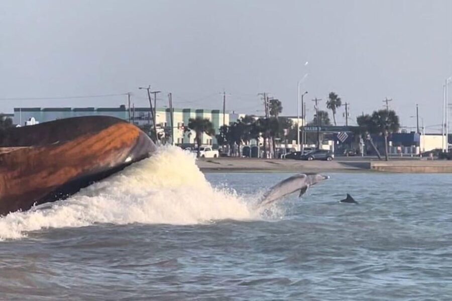 Private Dolphin Watch Boat Tour Port Aransas Texas - Who will enjoy this trip most?