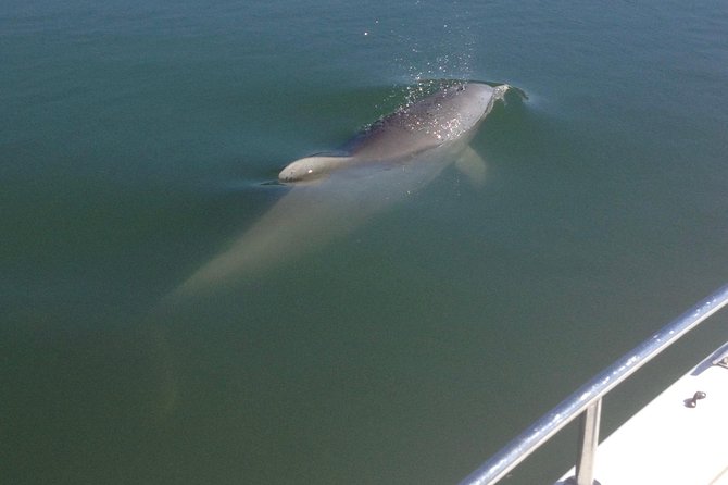 Private Dolphin Watch, Lighthouse and Ecological Boat Tours - Reaching Morris Island Lighthouse by Boat